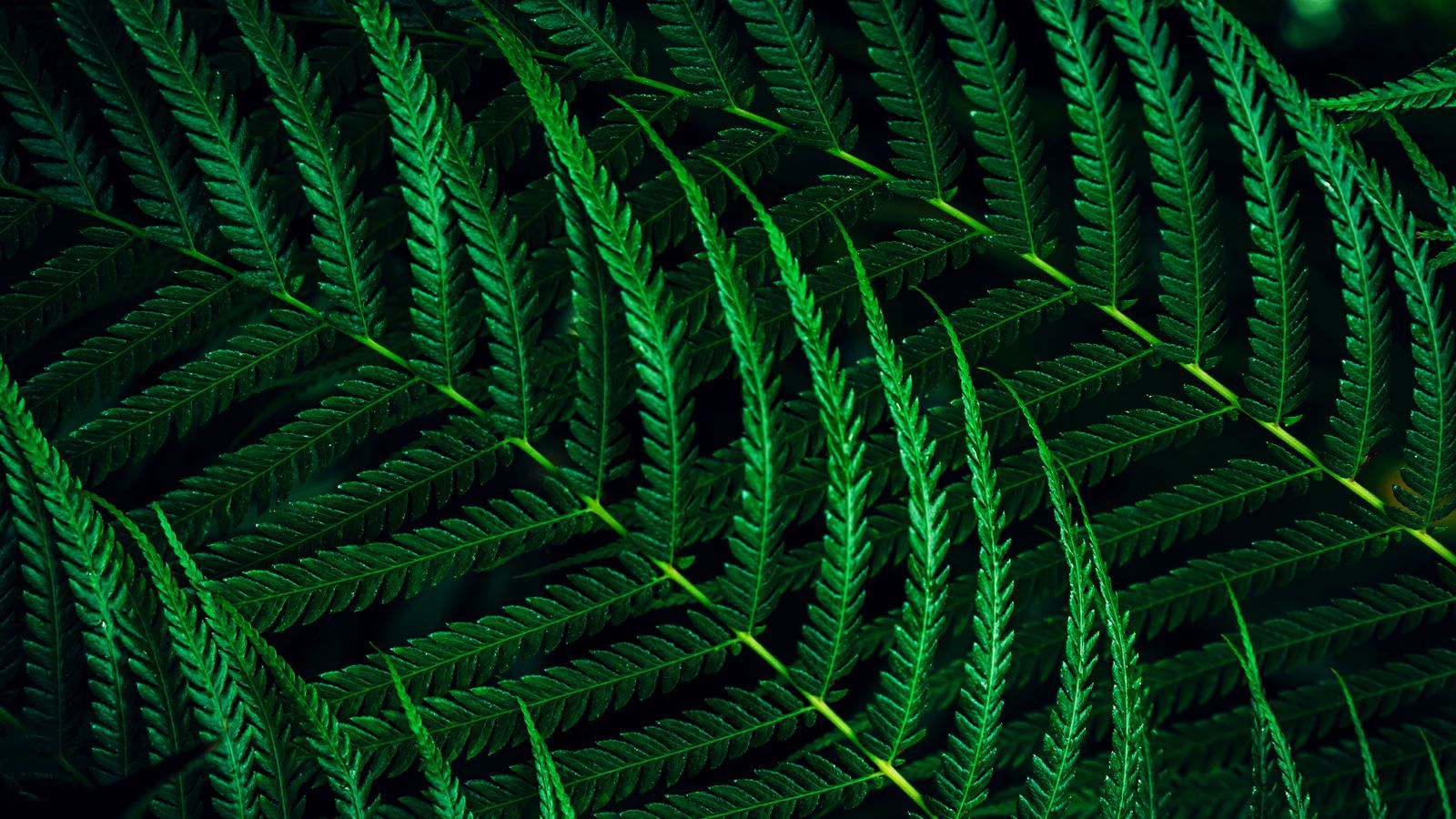 Philips 5000 series 27B2G5500/00 Monitor PC 68,6 cm (27") 2560 x 1440 Pixel Quad HD LCD Antracite [27B2G5500/00]